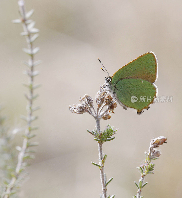 绿纹蝶(Callophrys rubi)